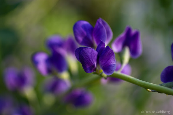 purple blossoms