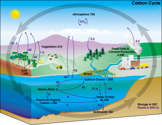 Ficheiro:Carbon cycle-cute diagram.jpeg