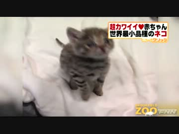 無料ダウンロード 猫 小さい まま 種類 100 で最高の画像