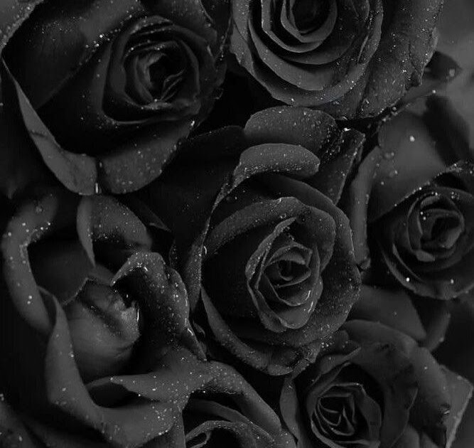 Wallpaper Iphone Black Beautiful Flowers - Download Free Mock-up