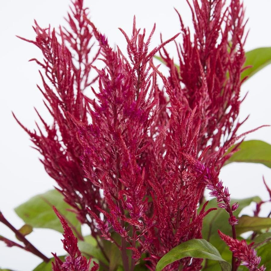 25 ++ perennial dragon�s breath plant 582524Perennial
