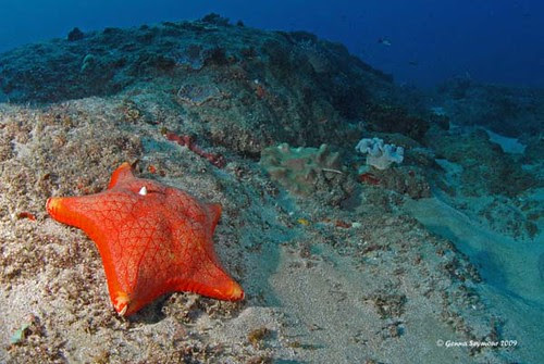 Starfish on the reef