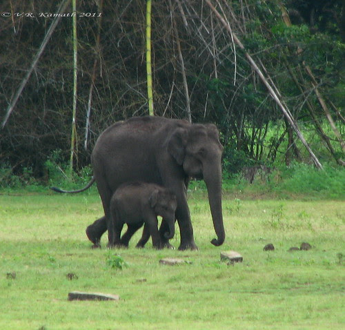 Kabini-Elephant &baby