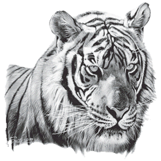 Download 43 Gambar Animasi  Bergerak Harimau  Gratis 