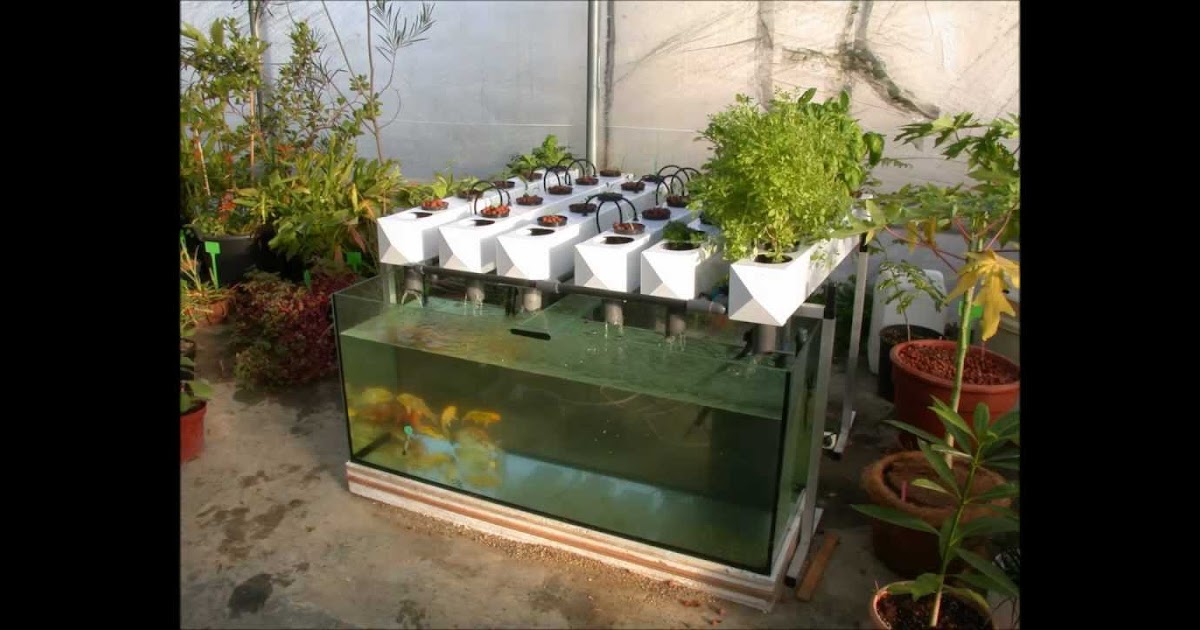 Build Backyard Fish Farm