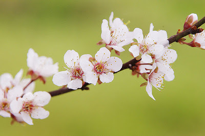 すべての美しい花の画像 ラブリープラム 花