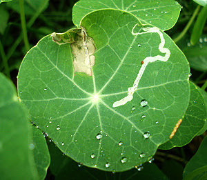 Leafminer bug damage on ornamental plant, Nasturtium