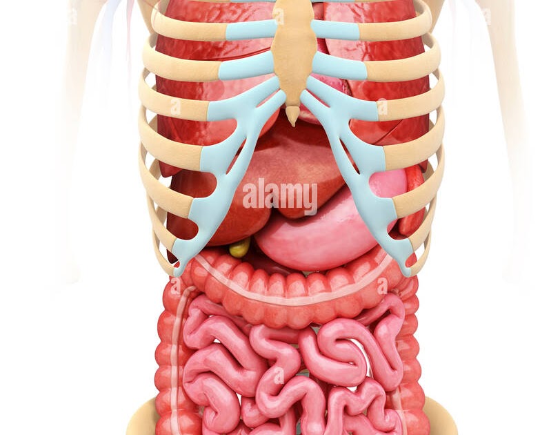 Rib Cage Anatomy With Organs - Human Ribs Images Search Images On
