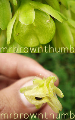 When I collect Eucomis bicolor Seeds, Pineapple Lily Seeds, Urban Gardening, tropical bulbs