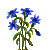 Kornblume Kornblume