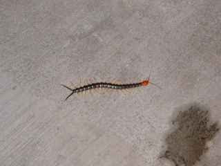 giant centipede from the top