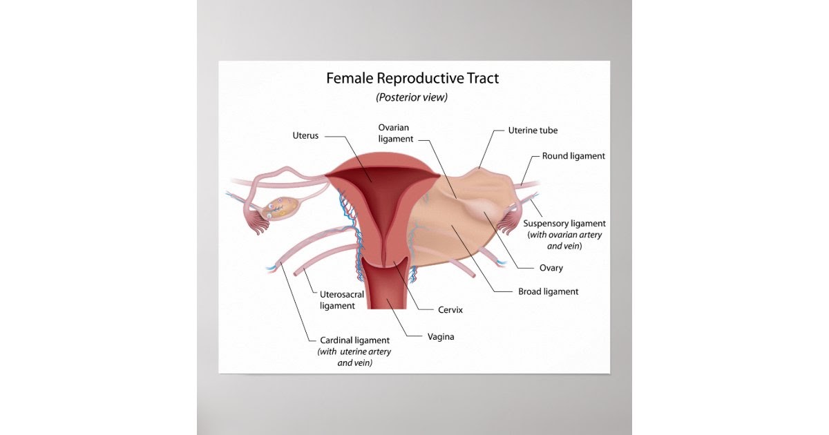 Female Organs Diagram Female Reproductive System