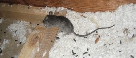 Rat Removal and Clean Up Rat Infestation Sarasota Bradenton Venice St. Petersburg Rat Rat Removal and Clean Up Rat Infestation Sarasota Bradenton Venice St. Petersburg Rat