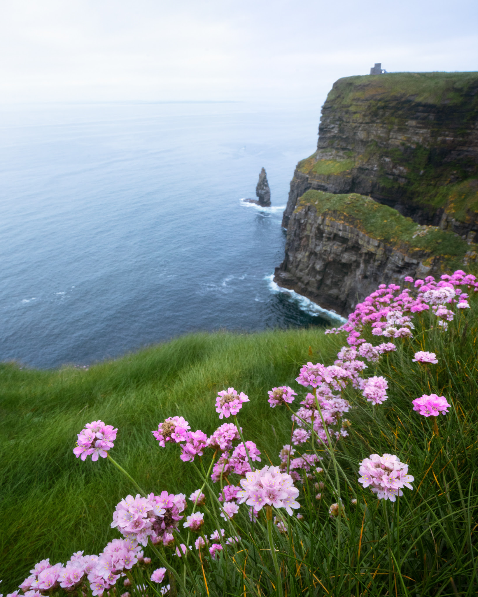 Expose Nature Flowers blooming all over the Cliffs of Moher, Ireland