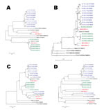 Thumbnail of Phylogenetic trees showing genetic relationships between sequences of vaccine-derived poliovirus (VDPV) isolates. The trees are based on nucleotide sequence alignments of various subgenomic regions. Multiple sequence alignments were performed with CLC Main Workbench 5.7.2 software (CLC bio, Aarhus, Denmark). Phylograms were constructed with MEGA 4 (http://megasoftware.net/mega4/mega.html), using the Jukes-Cantor algorithm for genetic distance determination and the neighbor-joining m