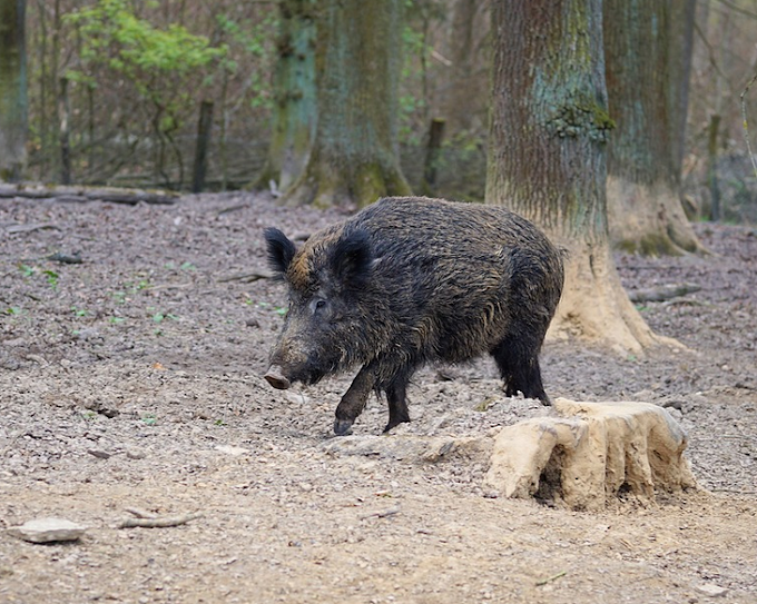 В ПФО зафиксировано 15 вспышек африканской чумы свиней: ульяновские леса начали мониторить
