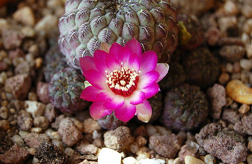 Sulcorebutia rauschi