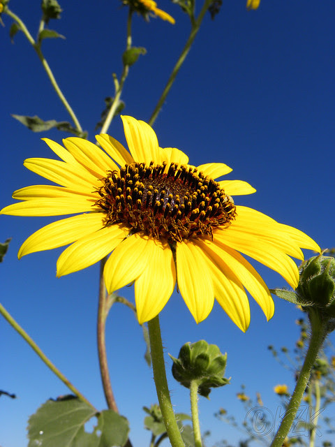 DSCN2277 Kansas Sunflowers