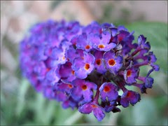 Buddleia