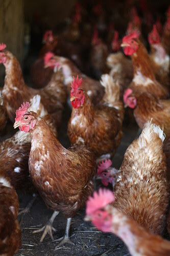 Hens from egg farm