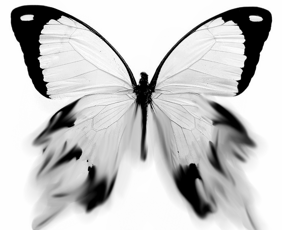 Butterfly Images Black And White - Butterfly Mania