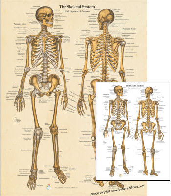 44+ Labeled Female Muscle Anatomy