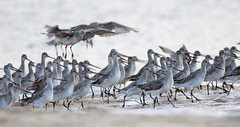 Bar-tailed Godwits