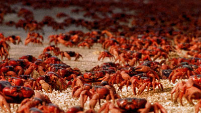 Christmas Island Red Crab