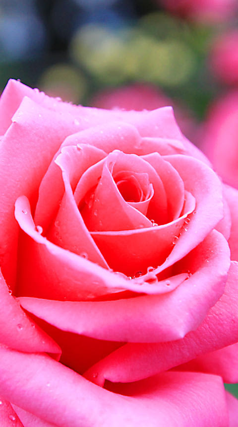 すべての美しい花の画像 最新ピンク の 薔薇 待ち受け 効果