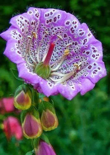 flowersgardenlove:

Foxglove Beautiful

JUST LOOKING AT THIS
MAKES ME LONG FOR SPRING.