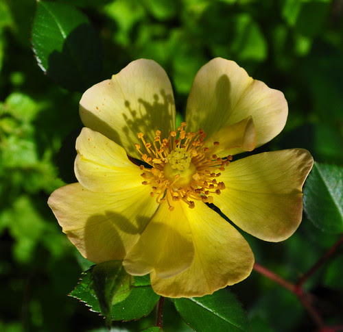 Rosa 'Sun Runner'