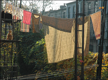 BackydLaundryWithCatBlog