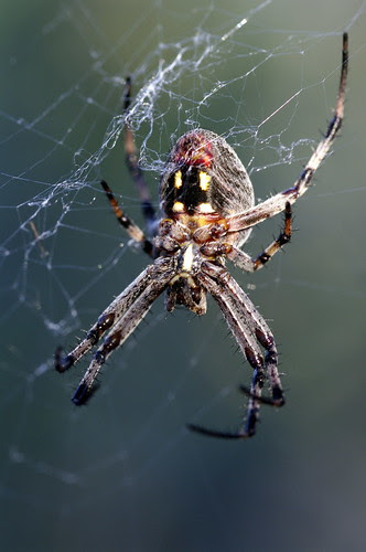 spiders, black widow with Sigma 105mm f/2.8 1:1 Macro EX DG