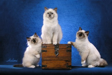 Birman kitten