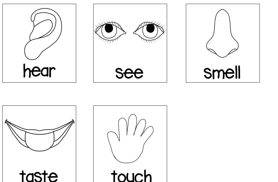 Coloring Five Senses Worksheets For Preschool Pdf - Garret Johnston
