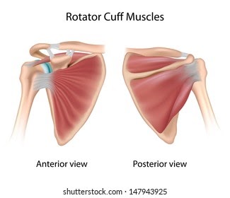 Back Muscle Diagram Unlabeled - Muscle Diagram You Can Do More : Maybe