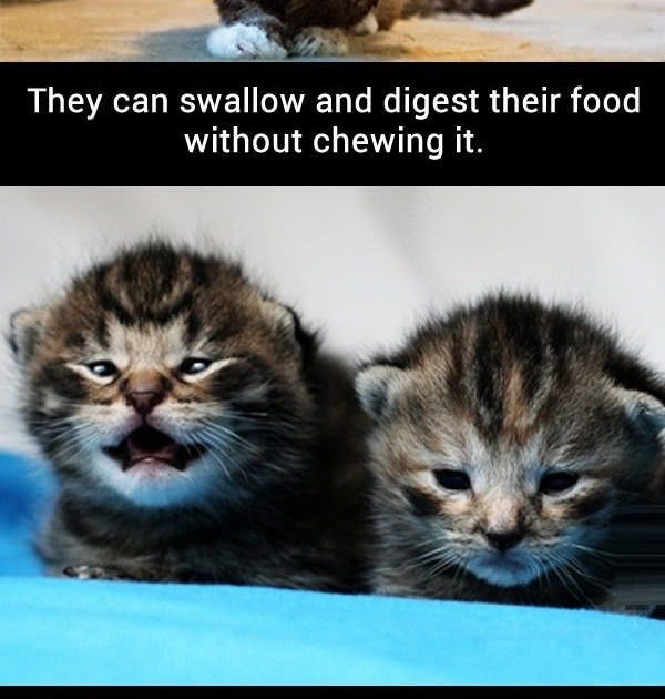 Cat Facts - Popular Pins On Pinterest