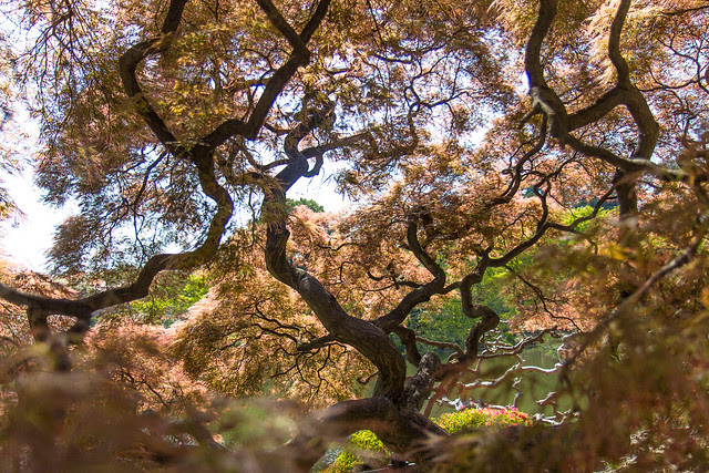 Shinjuku Gyoen in April