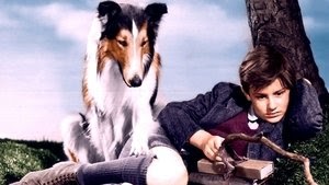 [720p-1080p] Torna a casa Lassie! Film Completo Gratis | nutelman