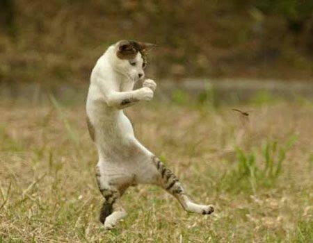funny_cats_36 (450x350, 57Kb)