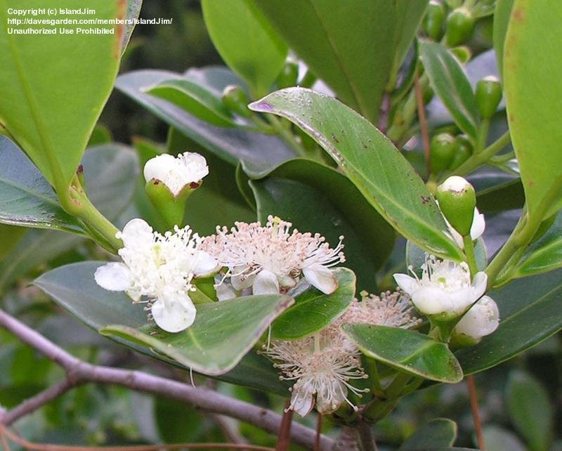 Full size picture of Strawberry Guava, Cattley Guava, Cherry Guava, Chinese Guava, Purple Guava, Kuahpa (<i>Psidium cattleianum</i>)