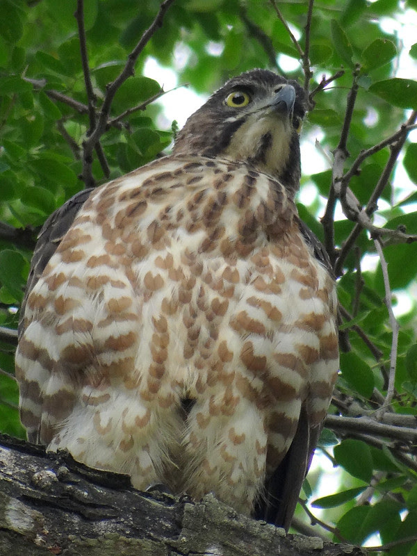 鳳頭蒼鷹/無限台南