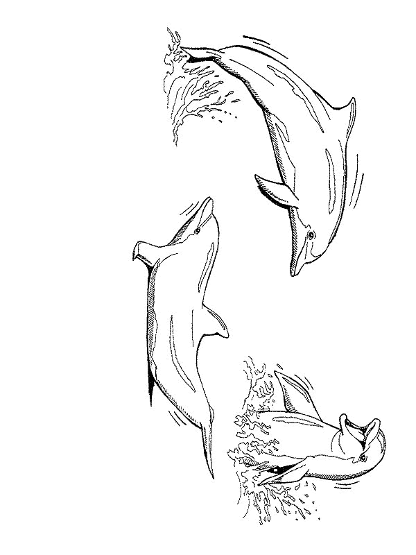 Ausmalbilder Fur Erwachsene Delfin
