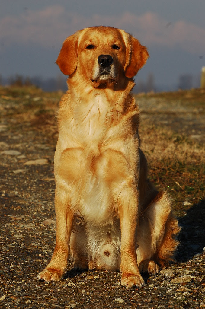 Golden Retriever Lab Mix Puppies For Sale Near Me Petfinder