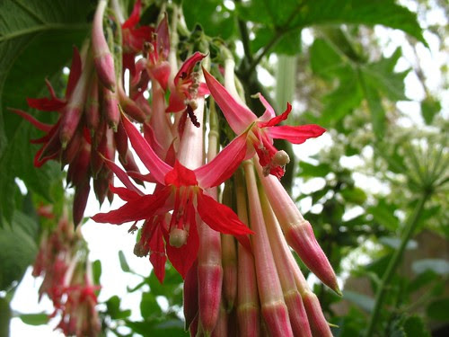 Fuchsia boliviana 'Alba'