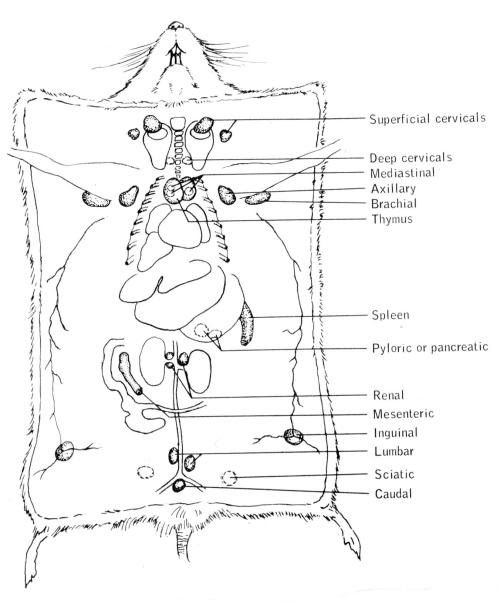 Mouse Anatomy - Anatomy Drawing Diagram