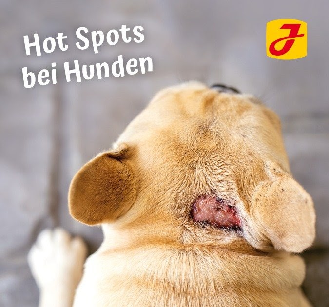 Hot Spot Hund Ansteckend Captions Ideas