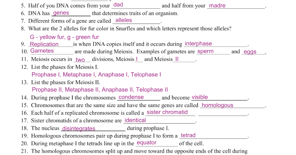 Snurfle Meiosis Worksheet Answer Key Page 2 Biology Utilize Time Effortlessly And Efficiently 