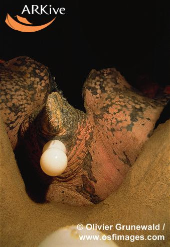 large-Female-leatherback-turtle--laying-eggs-into-egg-chamber