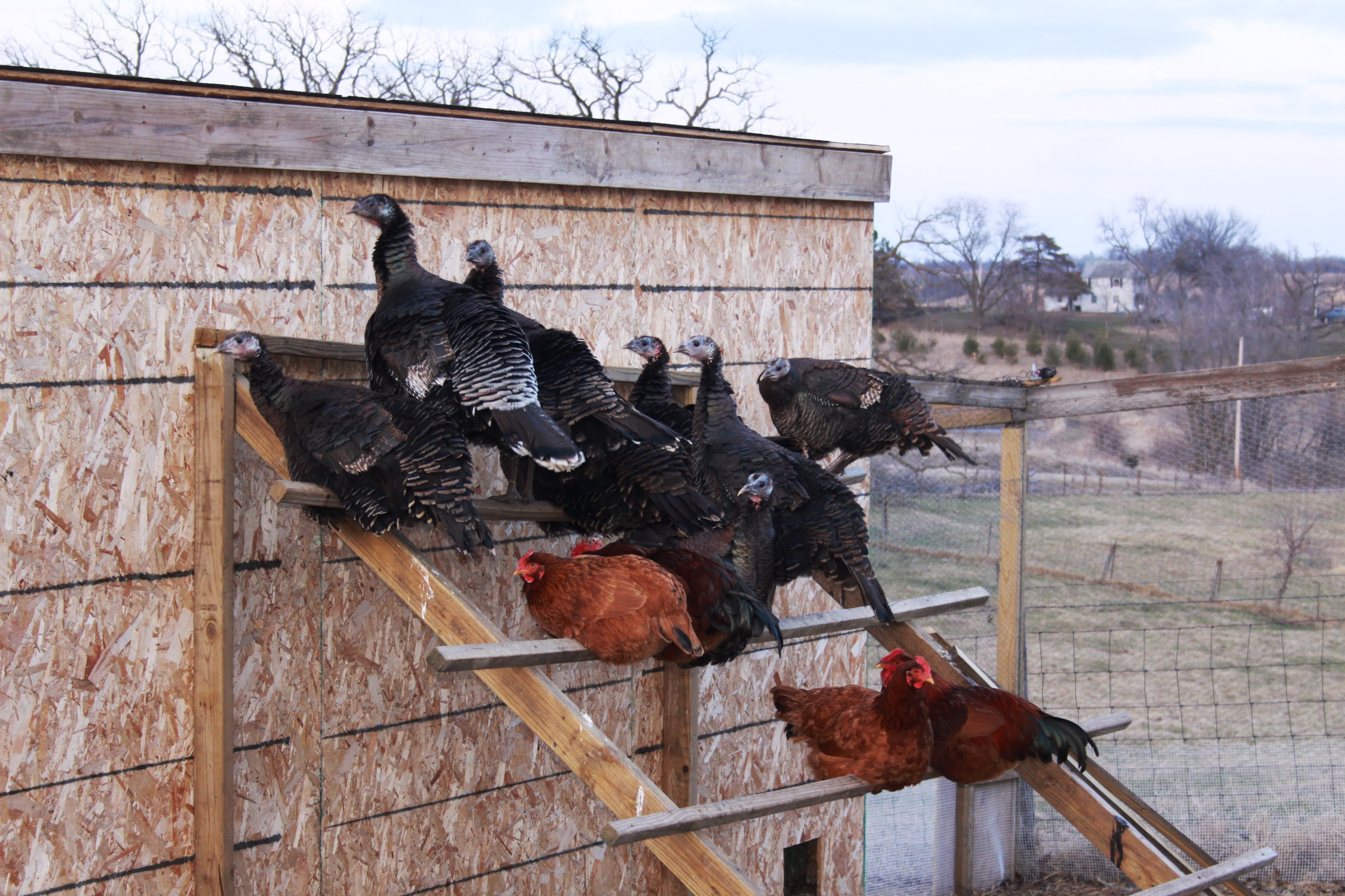 chicken-coops-45-building-plans-for-housing-your-flock-learn-how-coop-channel